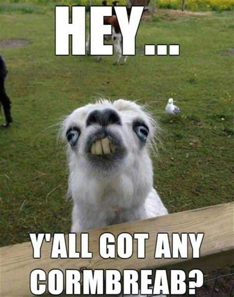 funniest memes.